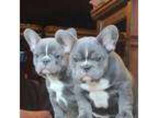 French Bulldog Puppy for sale in Glendale, OR, USA