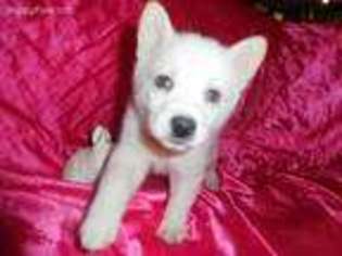 Alaskan Klee Kai Puppy for sale in Greene, IA, USA