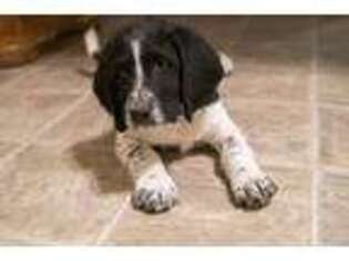 Basset Hound Puppy for sale in Mountain Grove, MO, USA
