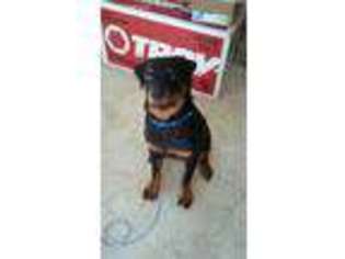 Rottweiler Puppy for sale in Seminole, FL, USA