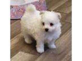 Bichon Frise Puppy for sale in Jacksonville, FL, USA