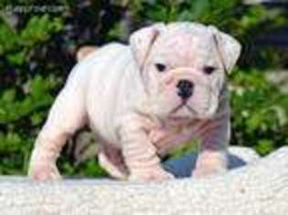 Bulldog Puppy for sale in Cisco, TX, USA