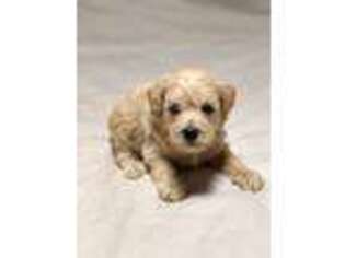 Schnoodle (Standard) Puppy for sale in Miami, FL, USA
