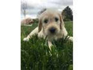 Labradoodle Puppy for sale in Mechanicsville, MD, USA