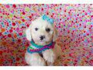 Cavachon Puppy for sale in Fort Worth, TX, USA