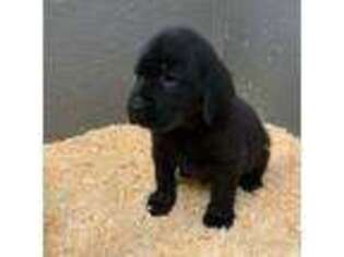 Labrador Retriever Puppy for sale in North Stonington, CT, USA