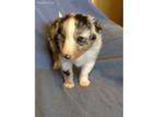 Shetland Sheepdog Puppy for sale in Broken Arrow, OK, USA