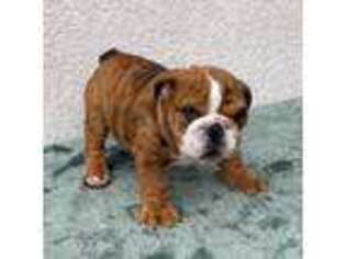 Bulldog Puppy for sale in Vista, CA, USA