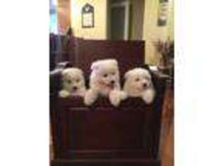 Samoyed Puppy for sale in Oregon City, OR, USA