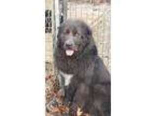 Newfoundland Puppy for sale in Dale, IN, USA