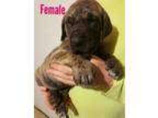 Great Dane Puppy for sale in Erie, PA, USA