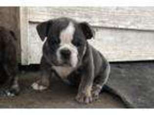 Bulldog Puppy for sale in Arnaudville, LA, USA