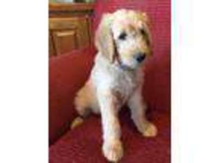 Goldendoodle Puppy for sale in Helotes, TX, USA