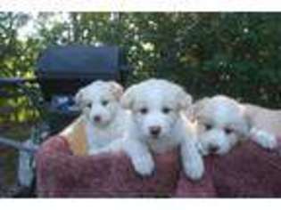 Border Collie Puppy for sale in Jackson Springs, NC, USA