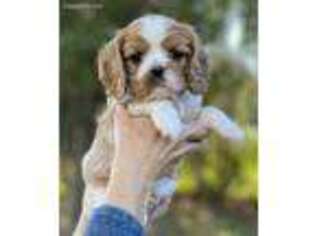 Cavalier King Charles Spaniel Puppy for sale in Jesup, GA, USA
