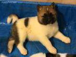 Akita Puppy for sale in Queens, NY, USA