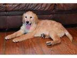 Golden Retriever Puppy for sale in Hardwick, MA, USA