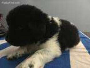 Newfoundland Puppy for sale in Sault Sainte Marie, MI, USA