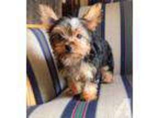 Yorkshire Terrier Puppy for sale in HOMESTEAD, FL, USA