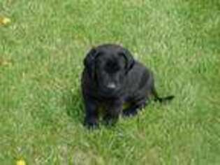 Labrador Retriever Puppy for sale in Indianapolis, IN, USA