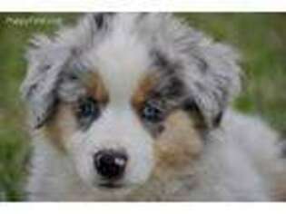 Miniature Australian Shepherd Puppy for sale in Andalusia, AL, USA