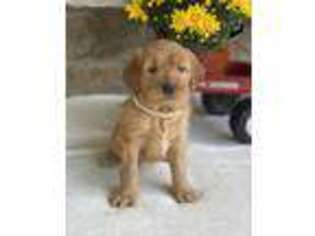 Goldendoodle Puppy for sale in Warsaw, NY, USA