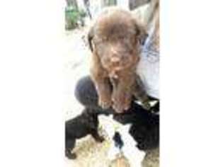 Labradoodle Puppy for sale in Itta Bena, MS, USA