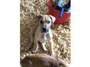 Great Dane Puppy for sale in Moscow, TN, USA