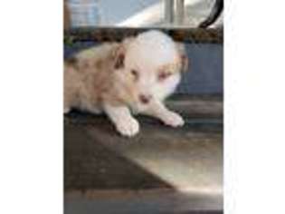 Miniature Australian Shepherd Puppy for sale in Marshall, MO, USA