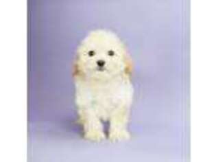 Cavachon Puppy for sale in Warsaw, IN, USA
