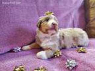 Miniature Australian Shepherd Puppy for sale in Fairfax Station, VA, USA
