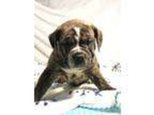 Olde English Bulldogge Puppy for sale in Cedar Rapids, IA, USA