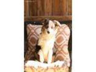Miniature Australian Shepherd Puppy for sale in Rosamond, CA, USA