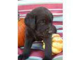 Labrador Retriever Puppy for sale in Plain City, OH, USA