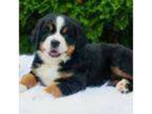 Bernese Mountain Dog Puppy for sale in Etna Green, IN, USA
