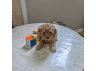 Mutt Puppy for sale in Bedminster, NJ, USA