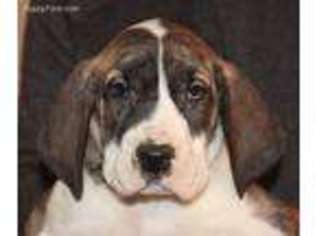 Great Dane Puppy for sale in Wellsburg, WV, USA