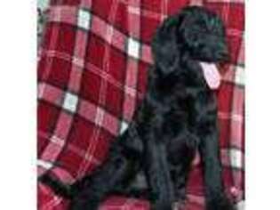Labradoodle Puppy for sale in Platteville, CO, USA
