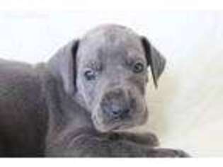 Great Dane Puppy for sale in Cottonwood, AZ, USA