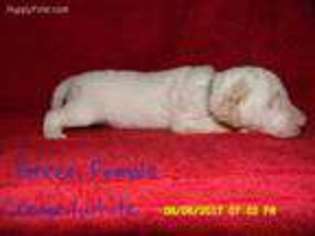 Mutt Puppy for sale in Seaman, OH, USA