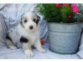 Australian Shepherd Puppy for sale in Macomb, MO, USA
