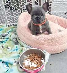 French Bulldog Puppy for sale in Medon, TN, USA