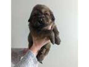 Tibetan Mastiff Puppy for sale in Gouverneur, NY, USA