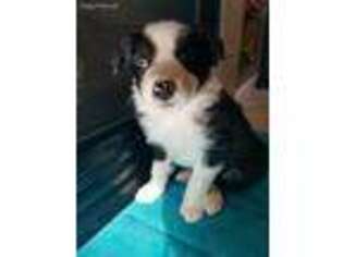 Border Collie Puppy for sale in Castle Rock, CO, USA