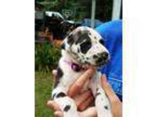 Great Dane Puppy for sale in Union, MS, USA