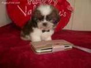 Mutt Puppy for sale in Dawsonville, GA, USA