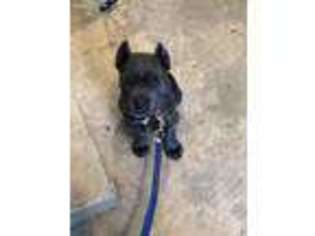 Cane Corso Puppy for sale in Richmond, TX, USA