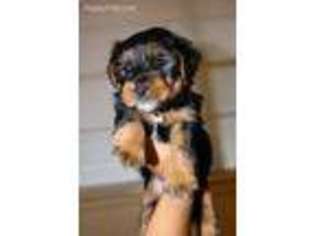 Shorkie Tzu Puppy for sale in Pasadena, TX, USA
