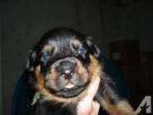Rottweiler Puppy for sale in Elgin, IL, USA