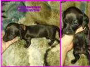 Dachshund Puppy for sale in Denison, IA, USA